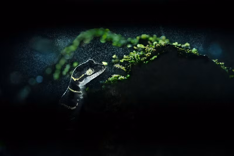 Chùm những bức ảnh ấn tượng đoạt giải về môi trường