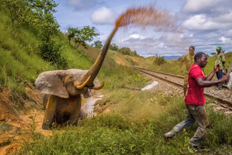 Chùm những bức ảnh ấn tượng đoạt giải về môi trường