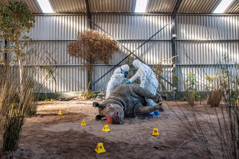 Chùm những bức ảnh ấn tượng đoạt giải về môi trường