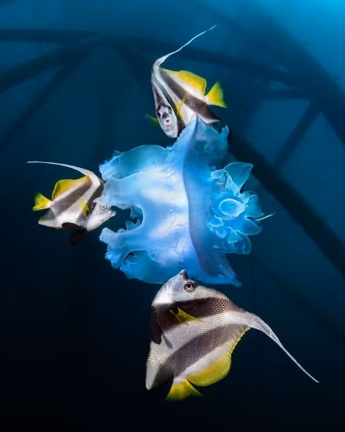 Chùm những bức ảnh ấn tượng đoạt giải về môi trường