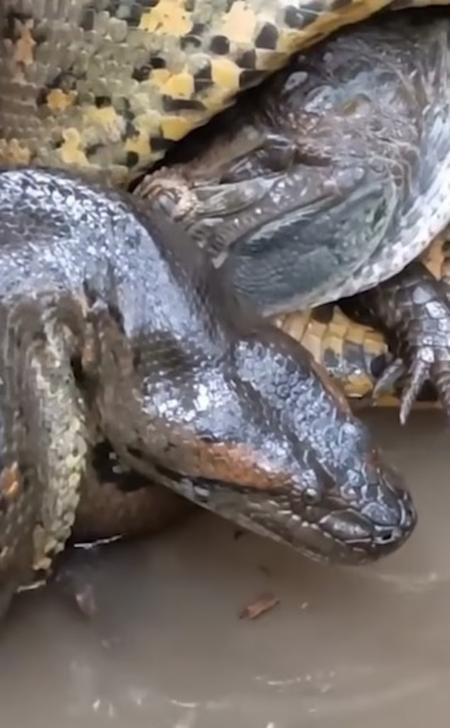 Khoảnh khắc cái ôm thần chết của trăn Anaconda với cá sấu caiman