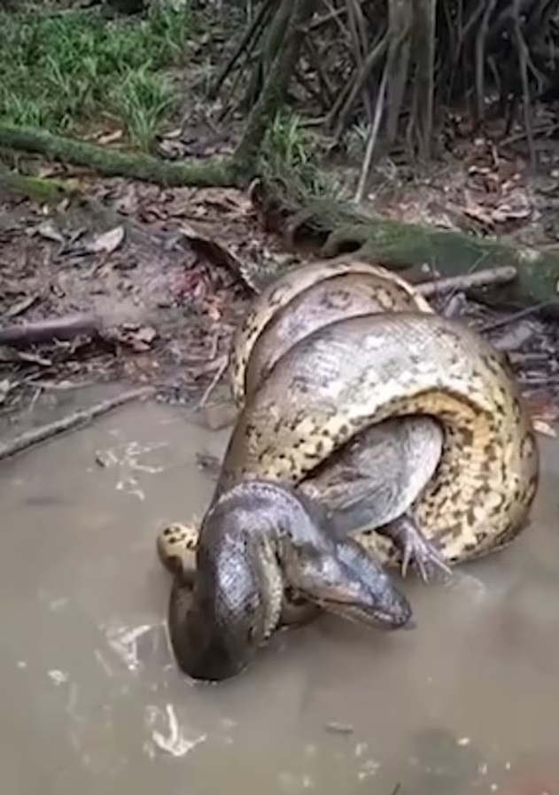 Khoảnh khắc cái ôm thần chết của trăn Anaconda với cá sấu caiman