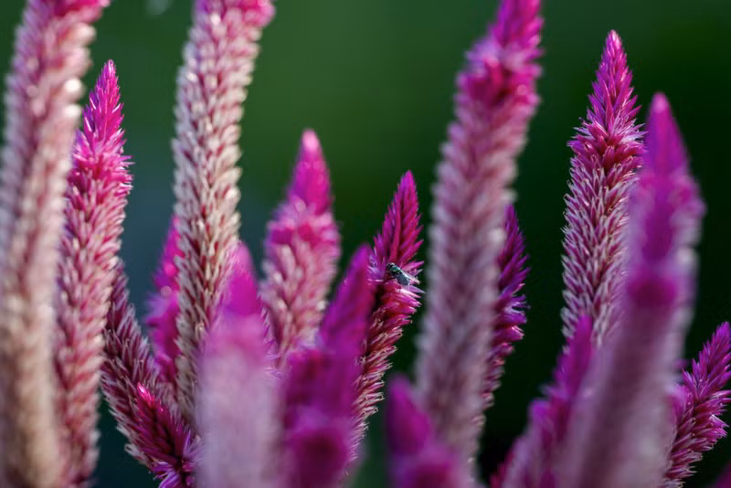 Hoa Hồng hạc tím sở hữu những chùm hoa lớn, lâu tàn rất đẹp. Chùm ảnh hoa nở rực rỡ giữa sa mạc