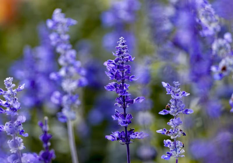 Hoa oải hương là loại cây có thể sống tới 20 năm nếu có điều kiện tối ưu. Đây là một loại cây bụi thơm đẹp với chiều cao trung bình 60 cm. Hoa oải hương chứa hàm lượng tinh dầu cao. Chùm ảnh hoa nở rực rỡ giữa sa mạc