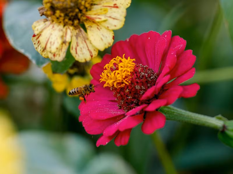 Hoa Zinnia đỏ. Chùm ảnh hoa nở rực rỡ giữa sa mạc