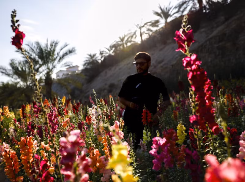 Ẩn mình ở Wadi Asimah, trang trại rộng lớn này vẫy gọi như một điểm đến không thể bỏ qua ở UAE, thu hút du khách với những cách bố trí hoa tuyệt đẹp. Chùm ảnh hoa nở rực rỡ giữa sa mạc