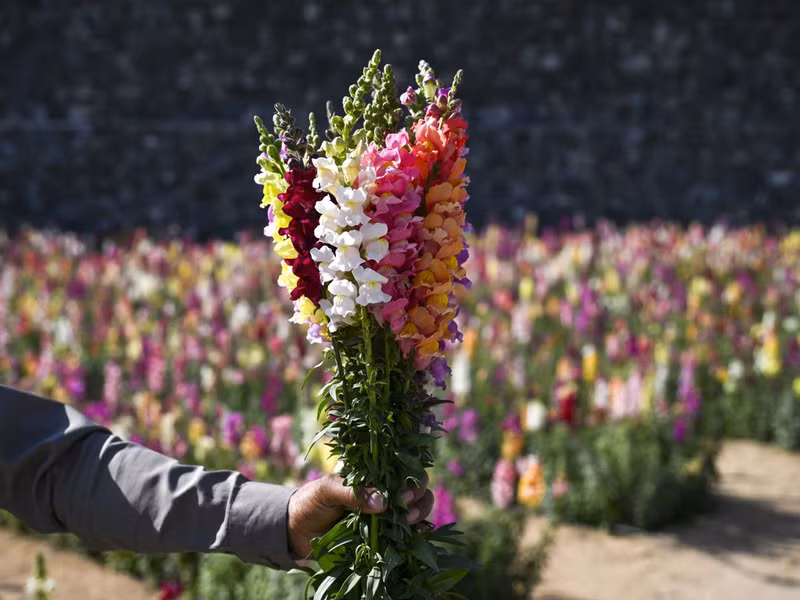 Vé vào trang trại hoa có giá 15 dirham (khoảng 100.000 VND) mỗi người. Chùm ảnh hoa nở rực rỡ giữa sa mạc