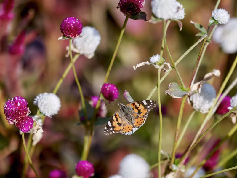 Trang trại hoa UAE cũng có các điểm tham quan dành cho trẻ em như ngựa, linh dương sừng thẳng... Chùm ảnh hoa nở rực rỡ giữa sa mạc