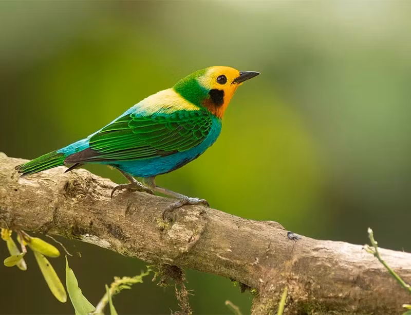 Chùm ảnh tuyệt đẹp Hội chợ chim Colombia 2024