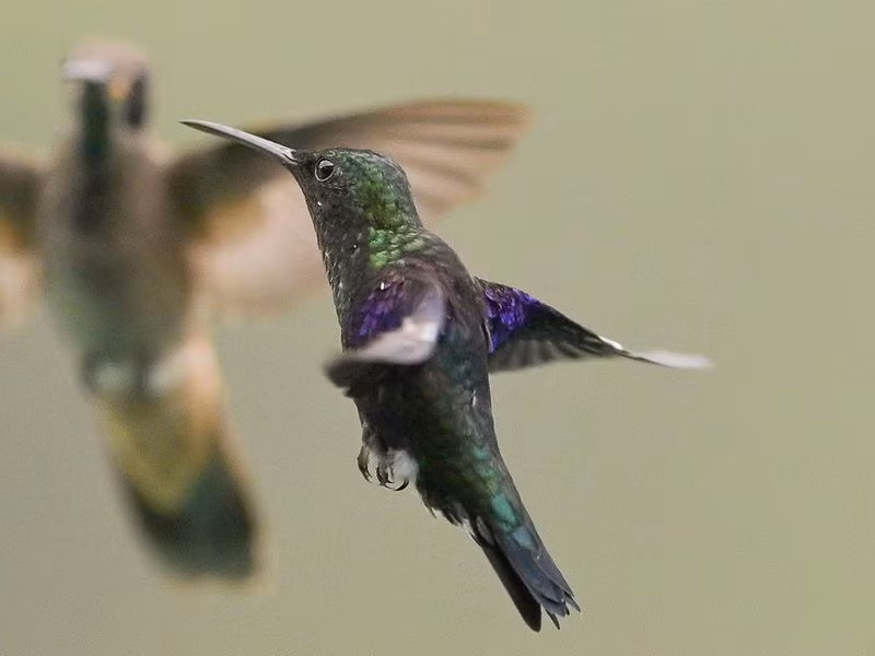 Chùm ảnh tuyệt đẹp Hội chợ chim Colombia 2024