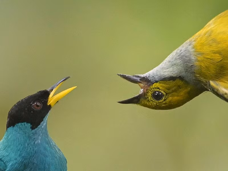 Chùm ảnh tuyệt đẹp Hội chợ chim Colombia 2024