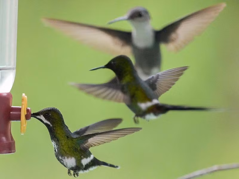 Chùm ảnh tuyệt đẹp Hội chợ chim Colombia 2024