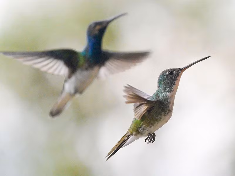 Chùm ảnh tuyệt đẹp Hội chợ chim Colombia 2024