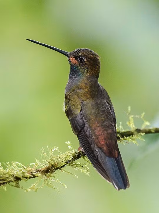 Chùm ảnh tuyệt đẹp Hội chợ chim Colombia 2024