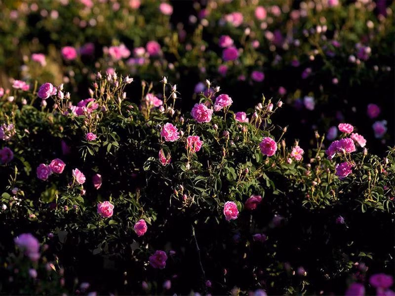 Sáng kiến Roseyar hỗ trợ tài năng và nguồn lực địa phương đồng thời thúc đẩy hoạt động thương mại bền vững nhằm bảo tồn di sản văn hóa và thúc đẩy phát triển cộng đồng. Chùm ảnh phụ nữ Taif biến hoa hồng thành vàng