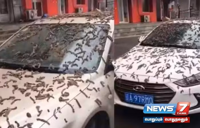 Đây không phải là lần đầu tiên những sinh vật giống giun rơi xuống. Tại Na Uy vào năm 2015, hàng nghìn con giun đất sống từ trên trời rơi xuống trong một hiện tượng hiếm gặp trên khắp các vùng rộng lớn ở phía nam của đất nước. Một việc tương tự ở tỉnh Liêu Ninh, Trung Quốc vào tháng 3, cũng cho thấy một thứ trông giống như con giun đất từ trên trời rơi xuống. Rùng mình hàng nghìn con sâu trắng từ trên trời rơi xuống