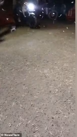 Những sinh vật như trải thảm trên đường. Có người đóng cửa không dám ra khỏi nhà vì sợ hãi. Rùng mình hàng nghìn con sâu trắng từ trên trời rơi xuống