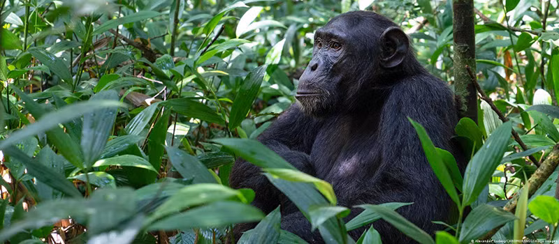 Chùm ảnh những câu chuyện tử tế tích cực trên thế giới năm 2023 