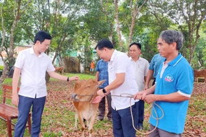 MTTQ - Quỹ người vì nghèo huyện Hương Khê trao bò cho các hộ nghèo trên địa bàn. (Ảnh: V.H)