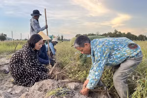 Người trồng sâm bố chính ở xã Thạch Khê tất bật vào vụ thu hoạch. (Ảnh: T.H)