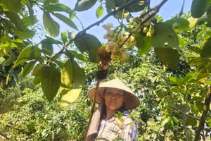 Người dân thụ phấn cho bưởi Phúc Trạch.