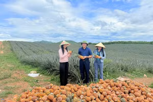 Mô hình trồng dứa liên kết đang mang lại hiệu quả kinh tế cao cho người dân vùng đồi núi ở Hà Tĩnh. (Ảnh:T.H)