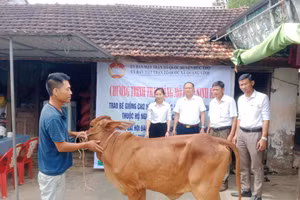 Người nghèo ở Hà Tĩnh được tặng bò giống từ những mô hình sinh kế. (Ảnh:T.T)