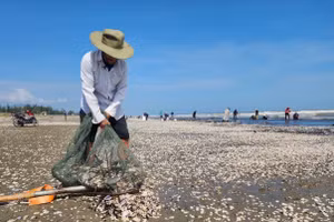 Người dân Hà Tĩnh vớt "lộc trời' dạt vào bãi biển sau bão.