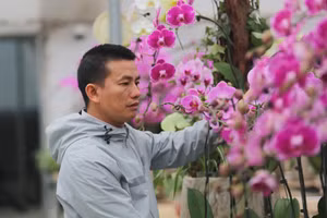 Anh Phan Văn Huy giới thiệu về vườn lan Hồ điệp được gia đình anh trồng trên vùng đất cát.