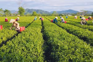 Người dân xã Sơn Kim 2 thu hoạch chè. (Ảnh: Thế Tuấn)