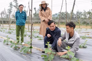 Cán bộ địa phương kiểm tra, hướng dẫn kỹ thuật trồng trọt cho nông dân.