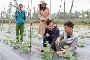 Cán bộ địa phương kiểm tra, hướng dẫn kỹ thuật trồng trọt cho nông dân.