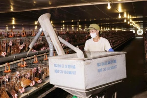 Gà nuôi bằng mô hình công nghệ cao được cho ăn bằng máy tự động.
