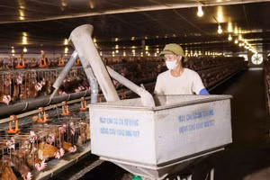 Gà nuôi bằng mô hình công nghệ cao được cho ăn bằng máy tự động.