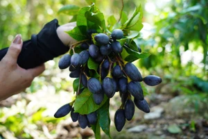 Quả trám chuyển thành màu tím đen khi chín.