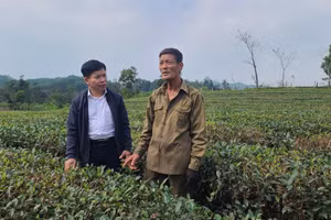 Anh Hoàng Thế Lộc (bìa trái) đi thăm các vườn chè ở Tây Sơn.