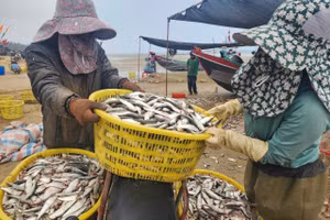 Những ngày này, tại các bãi biển Hà Tĩnh tấp nập cảnh tàu vào ra, đánh bắt, mua bán cá trích.