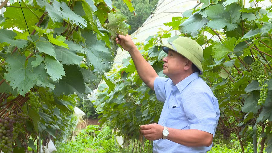 Ông Cà Hải Biên chăm sóc vườn nho Hạ đen.