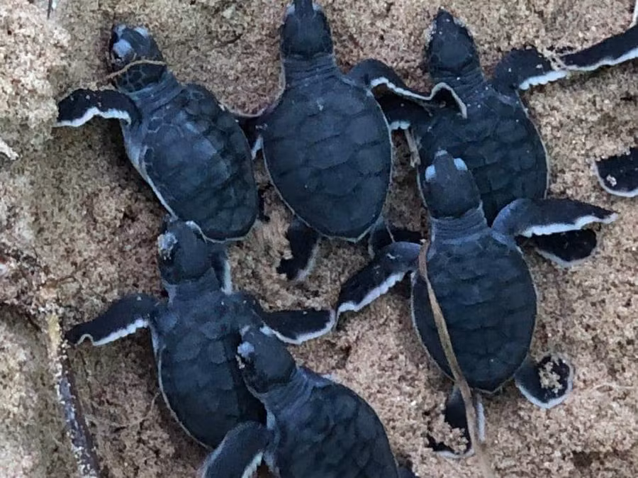 Bình Thuận: Thả 45 cá thể rùa , quý hiếm về thiên nhiên ảnh 1