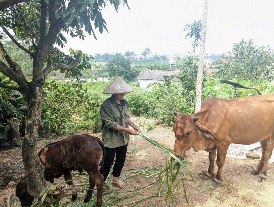 Tỷ lệ hộ nghèo đa chiều giảm nhờ Chương trình Mục tiêu quốc gia giảm nghèo bền vững. Ảnh TL.