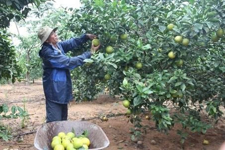 Thanh Hóa hỗ trợ người dân tăng gia nuôi trồng để thoát nghèo bền vững Ảnh TL.