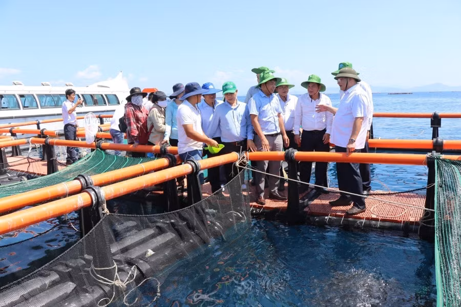 Lồng nuôi cá biển xa bờ của hợp tác xã nuôi biển Cam Ranh ở tỉnh Khánh Hòa. Ảnh: Đặng Tuấn/TTXVN