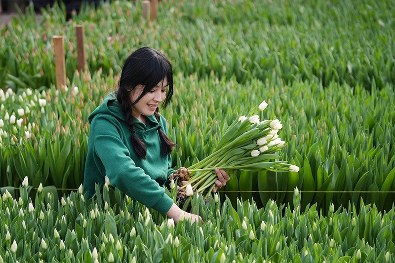 chum-anh-trong-hoa-tulip-o-vung-moscow-03.jpg