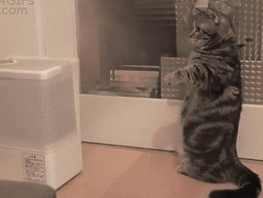 14 khoanh khac len dong cua nhung chu meo dang am muu thong tri the gioi - Anh 10