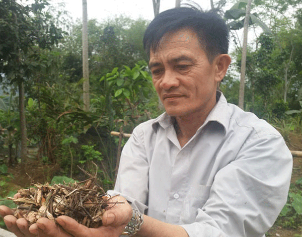 Tiết lộ biệt dược hóa giải mọi triệu chứng bệnh gan của lương y xứ Mường ảnh 1 Tiết lộ biệt dược hóa giải mọi triệu chứng bệnh gan của lương y xứ Mường ảnh 1