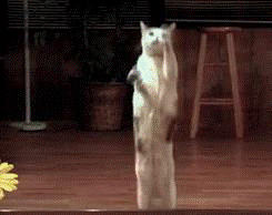 14 khoanh khac len dong cua nhung chu meo dang am muu thong tri the gioi - Anh 4