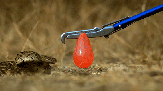  Cú táp của rắn phì có tốc độ là 0,25 giây. Hình ảnh quay chậm của rắn phì khi đớp một quả bóng nước. 