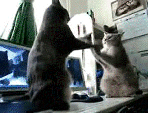 14 khoanh khac len dong cua nhung chu meo dang am muu thong tri the gioi - Anh 1