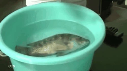 151121fish01-18842