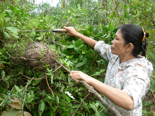 “Thần dược” trứng kiến gai đen chưa kịp bổ đã... ngộ độc? - Ảnh 2 “Thần dược” trứng kiến gai đen chưa kịp bổ đã... ngộ độc? - Ảnh 2